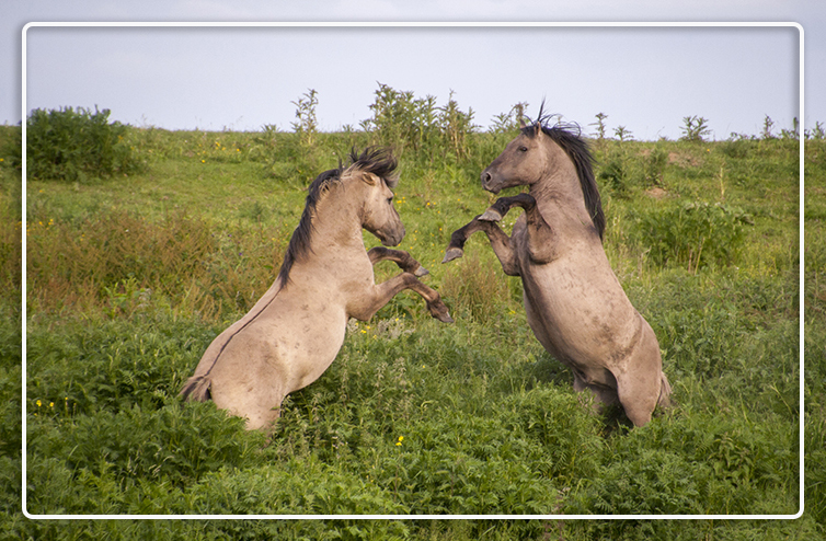 Gestrest_paard