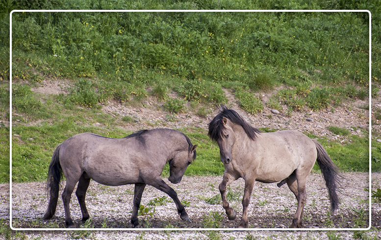 gestrest-paard