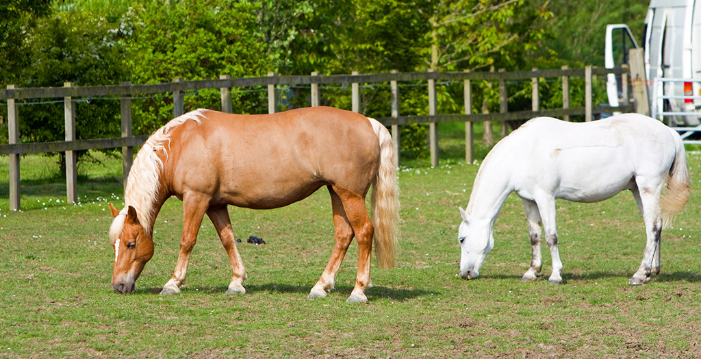 weidegang paarden