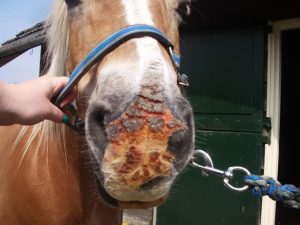 zonnebrand paarden