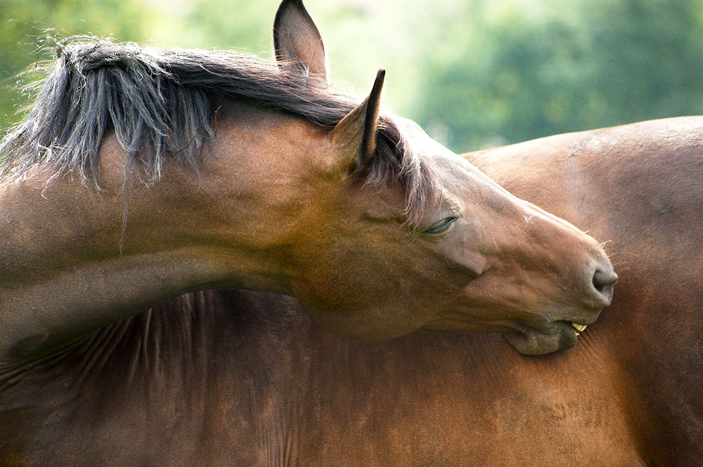 dazen bij paarden