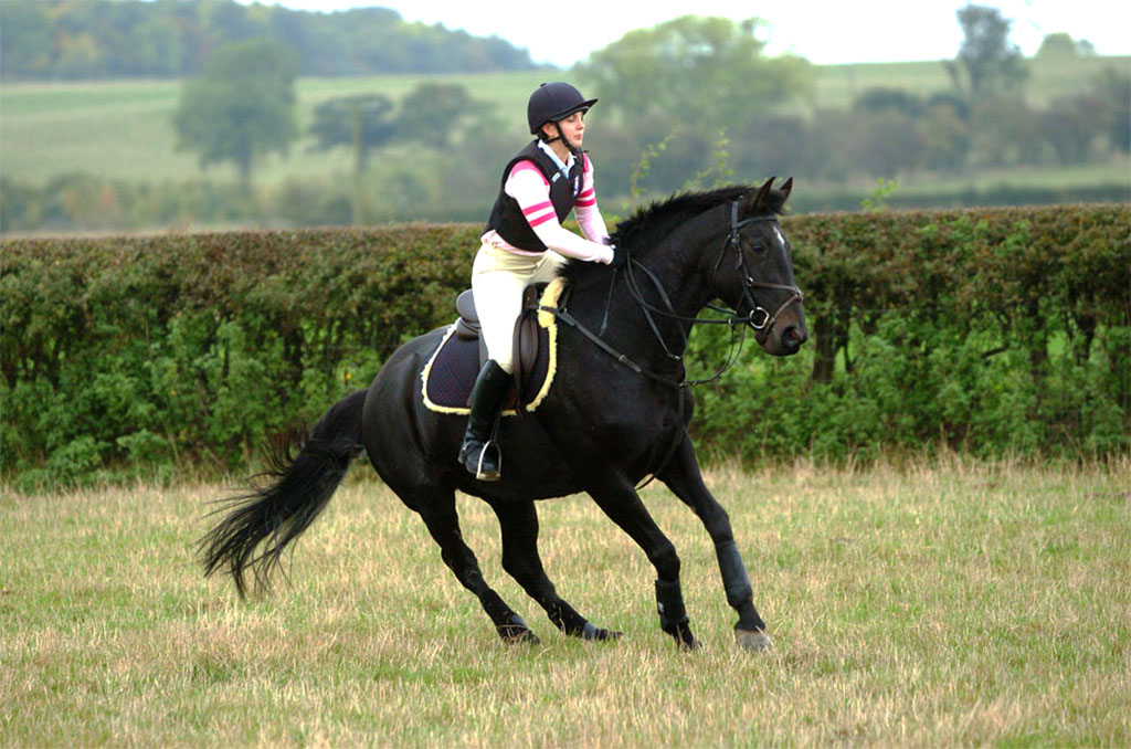 paard schrikt snel