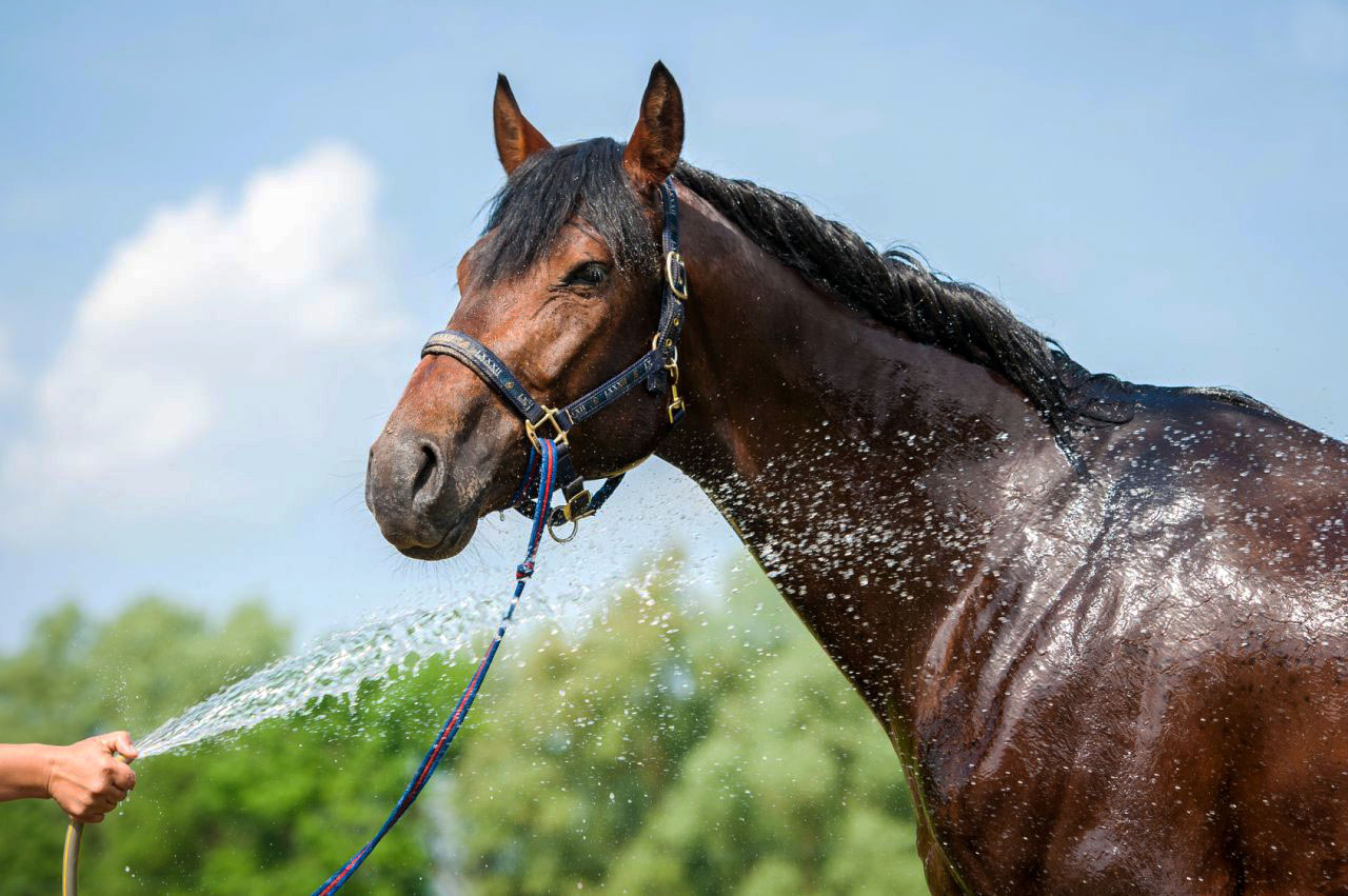 tips warm weer paarden