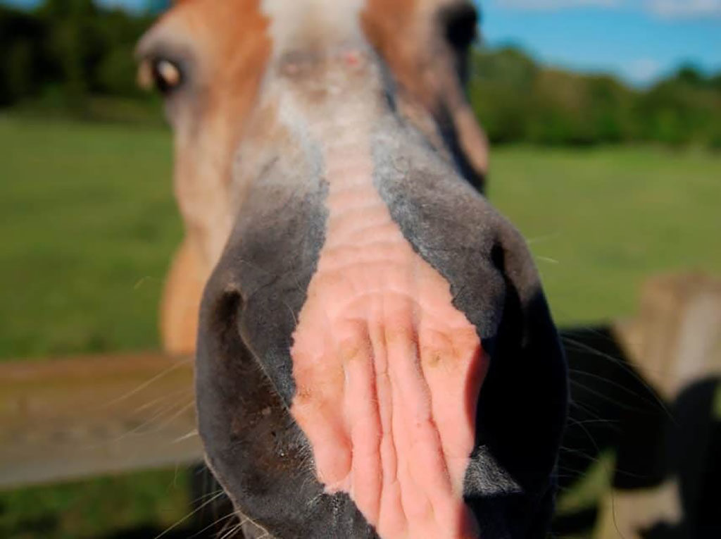 zonnebrand paarden